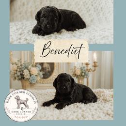 Benedict - Black tri-color male Aussiedoodle puppy in Inman, South Carolina from Dark Corner Doodles