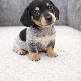 Black piebald boy - Piebald male Dachshund puppy in Wahiawa, Hawaii from Versatile Ohana