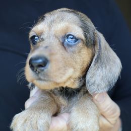 Colby - Dapple male Dachshund puppy in Prunedale, California from Tiny Teckels Miniature Dachshunds