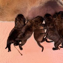 Newborn - Apricot male Mastiff puppy in Carthage, Missouri from Mama’s Mastiffs