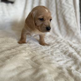 Dachshund Puppies from Dachshund Universe
