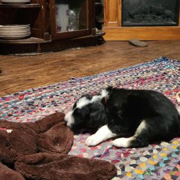 Aussiedoodle Puppies from Lotadoodle Farms