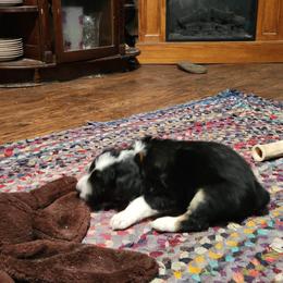Aussiedoodle Puppies from Lotadoodle Farms