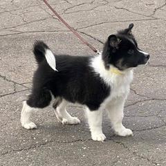 Icelandic Sheepdog Puppies from Valhalla Icelandic Sheepdogs