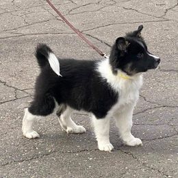 Icelandic Sheepdog Puppies from Valhalla Icelandic Sheepdogs