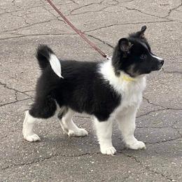 Icelandic Sheepdog Puppies from Valhalla Icelandic Sheepdogs