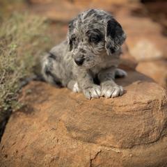 Aussiedoodle and Leopardoodle Puppies from A Puppy Crush