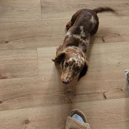 Rocko - Dachshund