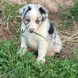 Girl 4 - Purple - Australian Shepherd puppy from MP Aussies