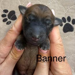 Banner - Wheaten male Whoodle puppy in Pima, Arizona from Schmidt's K9s