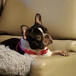 Lana - French Bulldog