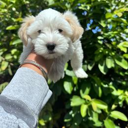 Girl 1 - Parti female Miniature Schnauzer puppy in Santa Ana, California from Thehood_weenies