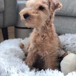 Lakeland Terrier Puppies from Well-Red Lakeland Terriers