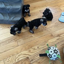 Miniature Schnauzer Puppies from Kani Miniature Schnauzers