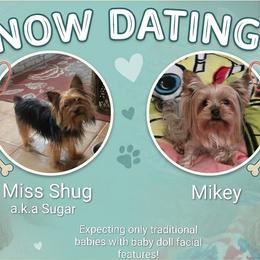 Yorkshire Terrier puppies from Chuck City Danes & Yorkies