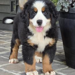 Freydis - Black tan and white female Bernese Mountain Dog puppy in Gaffney, South Carolina from Circle D Farms