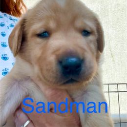 Sandman - Yellow male Labrador Retriever puppy in Mineral, Virginia from Canine Assist