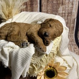 Goldendoodle Puppies from Zany Doodlez