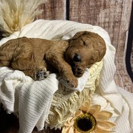 Goldendoodle Puppies from Zany Doodlez