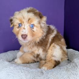 Quinn5Girl1- RMF,LONGtail, blue eyes likely, CHIC-OFA-DNA-AKC Titled Parents - Red merle female Australian Shepherd puppy in South Hill, Virginia from Silverside Aussies LLC