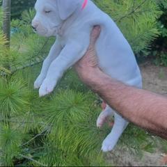 Dogo Argentino Puppies from K&B Southern Oregon Argentino Dogos