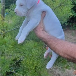 Dogo Argentino Puppies from K&B Southern Oregon Argentino Dogos