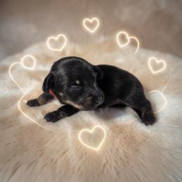 Cole - Black and tan male Dachshund puppy in Alvin, Texas from Cosson's Dachshunds of Alvin