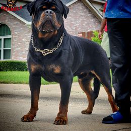 MASTER - Rottweiler