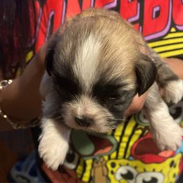 Maisie Malone - Brindle female Lhasa Apso puppy in Fort Worth, Texas from Sheri's Lhasa Apso Puppies