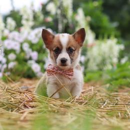 Pepper - Sable female Pembroke Welsh Corgi puppy in Sugarcreek, Ohio from Admar Canines