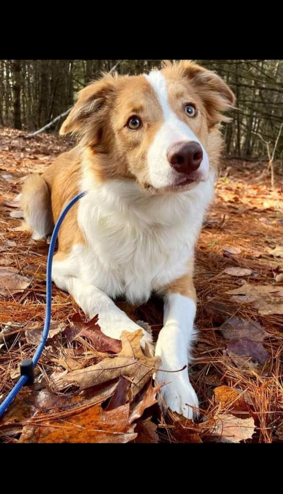 Border Collie Puppies from Lil Maine Border Collies
