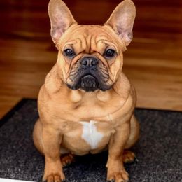 Bowie - French Bulldog