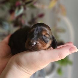 Chewie- AKC - Red male Dachshund puppy in Loganville, Georgia from Royal Dackel Haus