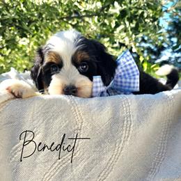 Benedict - male Australian Mountain Doodle puppy in Grand Rapids, Michigan from The Kindred K9