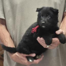 Girl 1 Burgundy - Black female German Shepherd puppy in Lake George, Colorado from High Country German Shepherds