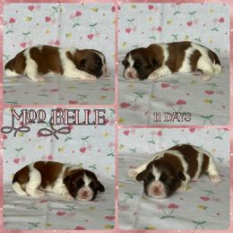 Nougat - Red and white female Shih Tzu puppy in Yelm, Washington from Lala's All Star Shih Tzu