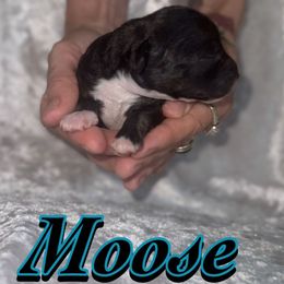 Moose - Parti male Poodle puppy in Saint Cloud, Florida from Rising Star Kennels