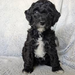 Girl 3 - female Goldendoodle puppy in Englewood, Ohio from The Golden Aussie Co.