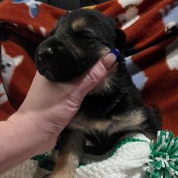 Girl 3 - Black and tan female German Shepherd puppy in Leon, West Virginia from Heart2Heart Kennels