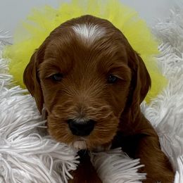 Yellow Female - Apricot female Goldendoodle puppy in Great Falls, Montana from Montana Goldendoodles