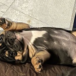 Mitzi - Black tri-color female Bulldog puppy in Las Vegas, Nevada from BH Bulldogs