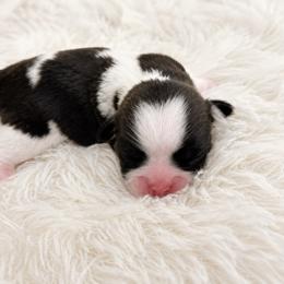 Girl 1 - Black and white female Shih Tzu puppy in Augusta, Maine from Zulas Shih Tzu of Maine