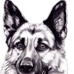 German Shepherds from Presley German Shepherds