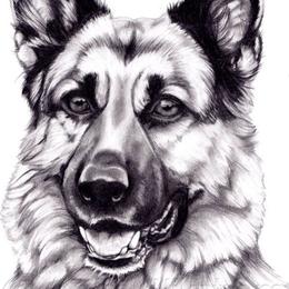 German Shepherds from Presley German Shepherds