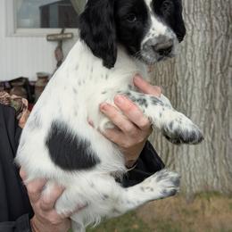 NOT A PET Working home only - Black and white male English Cocker Spaniel puppy in Phillips, Nebraska from Fenloch Gundogs
