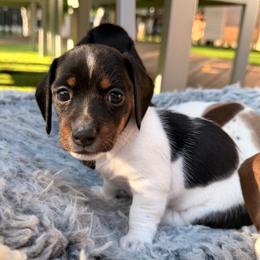 Girl 1 - Piebald female Dachshund puppy in Hollidaysburg, Pennsylvania from Weenie Bros
