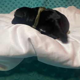 Miniature Schnauzer Puppies from S & S Miniature Schnauzer