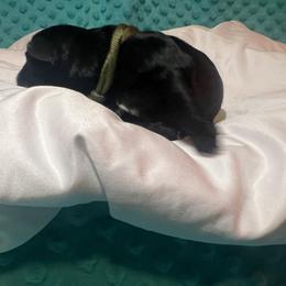 Miniature Schnauzer Puppies from S & S Miniature Schnauzer