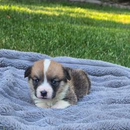 Black Collar Male - Red male Pembroke Welsh Corgi puppy in Tenino, Washington from LoneStar Corgis NW