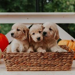 Golden Retriever Puppies from Morgan’s Heart of Gold Retrievers